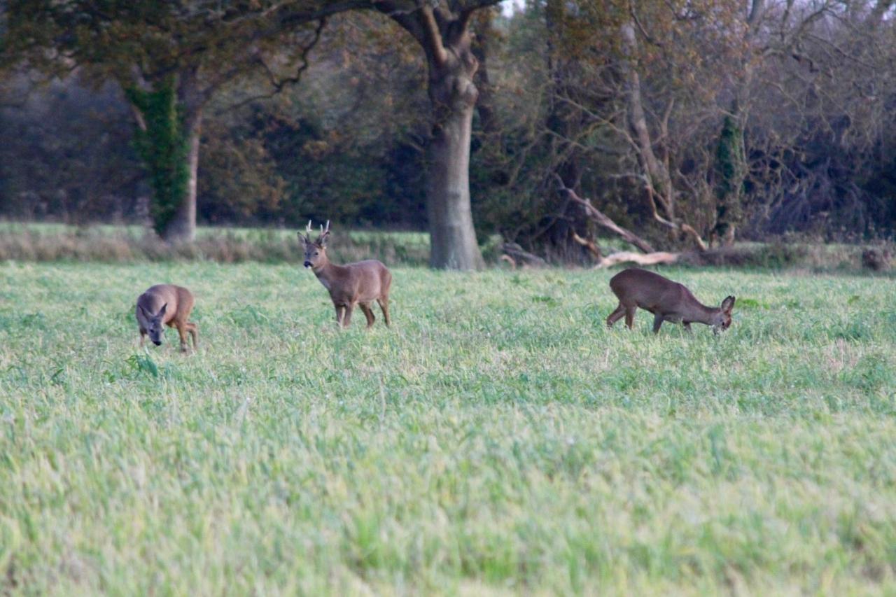 Hunston Mill Self Catering Dog Stay For Free Chichester Luaran gambar